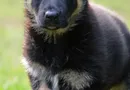 PAW PAW